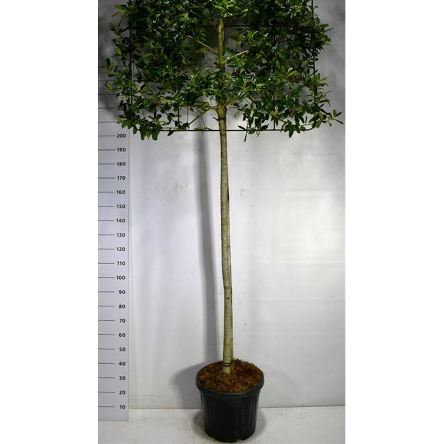 Järnek – Ilex 'Nellie R. Stevens' - C45 180 cm. Stam Leivorm